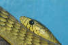 reptielentuin serpo foto